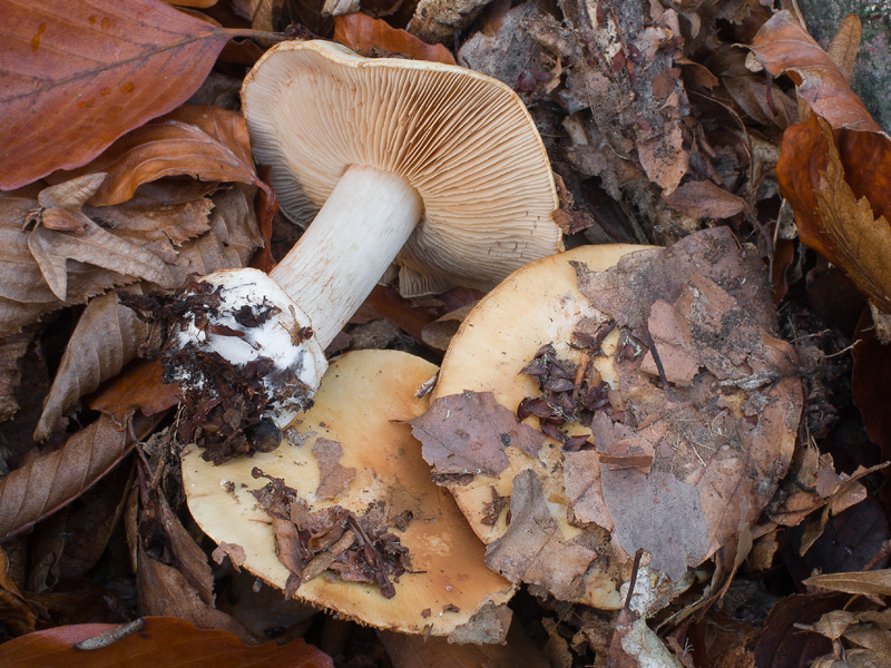 Cortinarius xantho-ochraceus